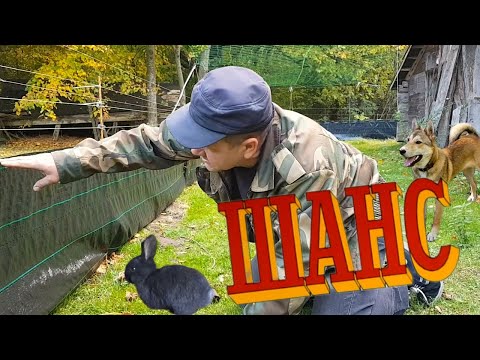 Видео: КРОЛИКИ НА ВОЛЕ  (ПЕРЕЗАГРУЗКА)