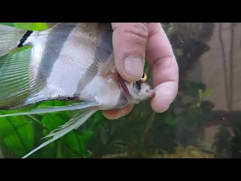 Видео: Альтум минус один