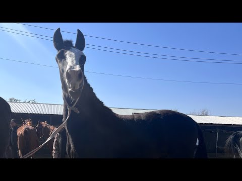Видео: Карабұлақ мал базары жылқы 15.10.2025🔥🔥🔥