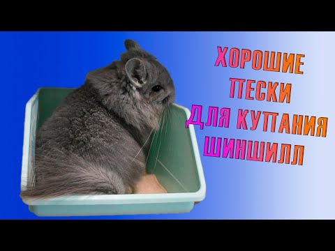Видео: Купание шиншиллы. Какой песок выбрать