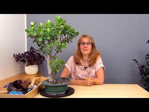 Видео: Обрезка взрослой крассулы (ч.6).