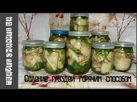Видео: ЗАСОЛКА ГРИБОВ НА ЗИМУ! ГРУЗДИ И СКРИПИЦЫ. ГОРЯЧИЙ СПОСОБ ( В РАССОЛЕ ).СКРИПИЦА ГРИБ ПРИГОТОВЛЕНИЕ