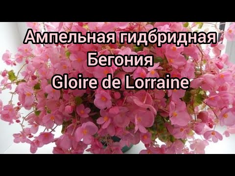 Видео: Бегония Глуар де Лоррен. Как я с ней познакомилась 🤝😁