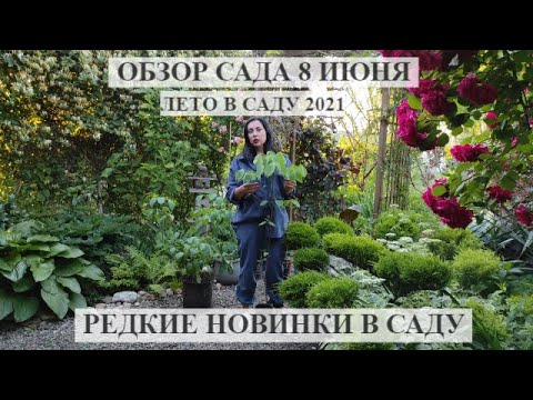Видео: моя дача.Обзор сада 8 июня | Цветущий сад  летом | НОВЫЕ растения В САДУ | ЛЕТО В САДУ 2021