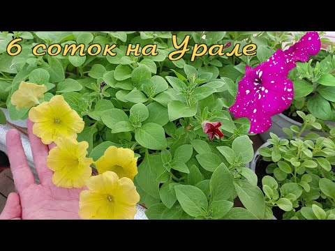 Видео: ОБЗОР цветочной теплицы! КРАСИВО и ТОЧКА!