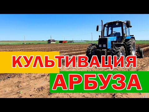 Видео: Междурядная культивация арбуза 24 05 21