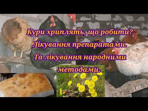 Видео: Кури хриплять що робити? Народні методи. Причини.