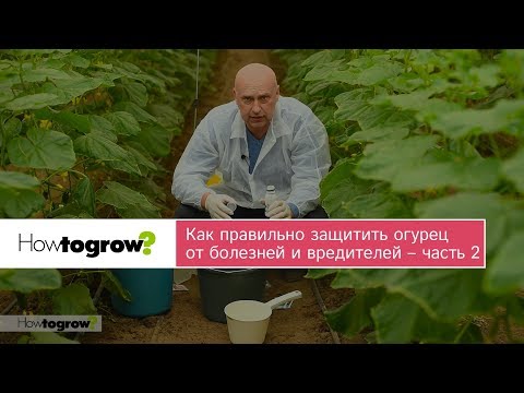 Видео: Как правильно защитить огурец от болезней и вредителей – часть 2