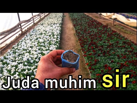 Видео: Гул етиштиришда жуда мухим сир. ЭНГ АСОСИЙ КАДАМ. Gulchilarni eng asosiy siri. Artifex Agrochem.