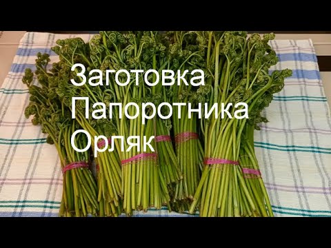 Видео: Заготовка Папоротника Орляк на Зиму Сбор Засолка и Хранение