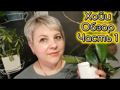 Видео: Все мои хойи | Обзор | Часть 1