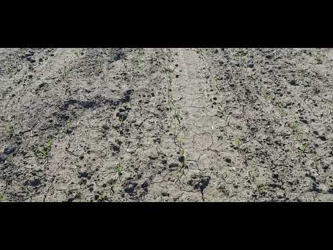 Видео: Гербіциди по часнику і цибулі. Грунтові Стомп 330, Челендж. Пададалиця пшениці, пирій, чим забрати?