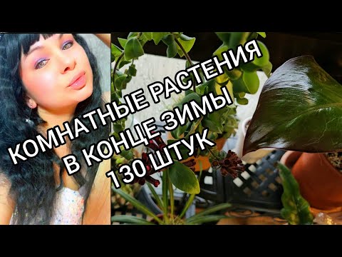 Видео: КОМНАТНЫЕ РАСТЕНИЯ В КОНЦЕ ЗИМЫ 2024.#обзор #nature #цветы #влог #растения #