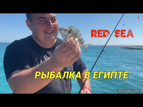 Видео: РЫБАЛКА В ЕГИПТЕ НА КРАСНОМ МОРЕ / MEERESALGEN IN ÄGYPTEN