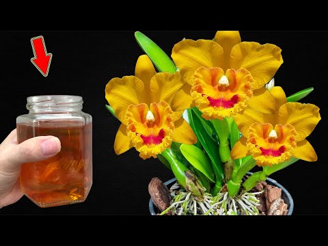 Видео: 1 чашка в неделю! Бесцветные орхидеи внезапно цветут без остановки в течение всего года