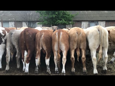 Видео: Самый быстрый ЭФФЕКТИВНЫЙ ОТКОРМ КАК ПРАВИЛЬНО КОРМИТЬ