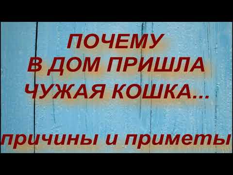 Видео: ПОЧЕМУ В ДОМ ПРИШЛА ЧУЖАЯ КОШКА... ПРИЧИНЫ И ПРИМЕТЫ . народные приметы и поверья