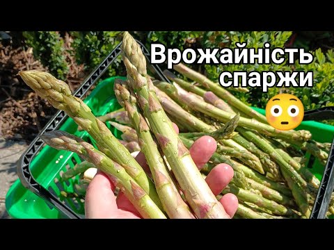 Видео: Скільки кущів спаржи садити? #pozitiff_asparagus #asparagus #аспарагус #спаржа #позитивна_спаржа