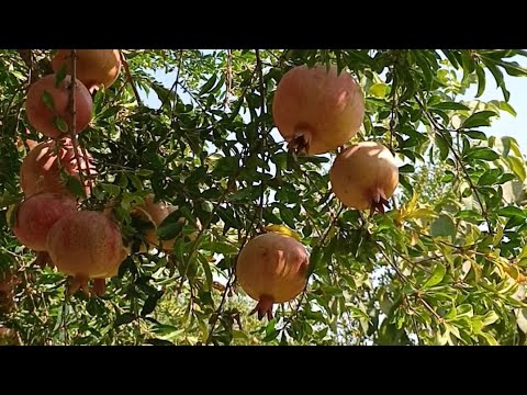 Видео: Анорлар Нави, Шакли ,нега йорилиши,  бериладиган озукалар, мутахасис маслахати ???