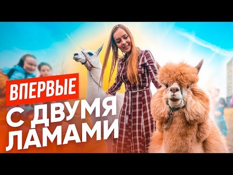 Видео: ВПЕРВЫЕ: ЗАВЕЛА АЛЬПАКУ И ЛАМУ// 24 часа с новыми питомцами!