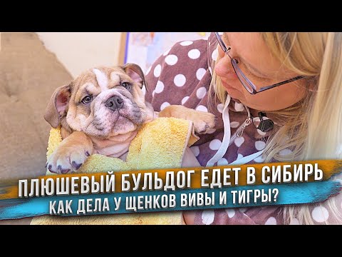 Видео: Оправляем щенков в ночи. Что с щенками Вивы и Тигры?