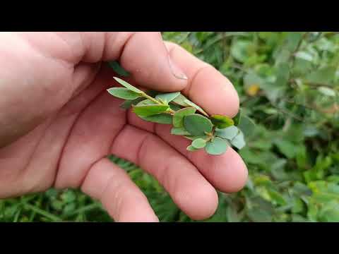 Видео: 🌿Считаю миртовых "цыплят" по осени😎(эвкалипты, малалеуки, каллистемоны)🌿