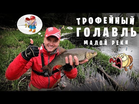 Видео: Трофейный голавль малой реки, часть 1, май 2019