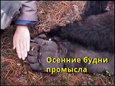 Видео: Осенние будни промысла / охота в Сибири Hunting in Siberia