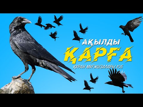 Видео: Құран мұғжизалары 105: Ақылды қарға ᴴᴰ