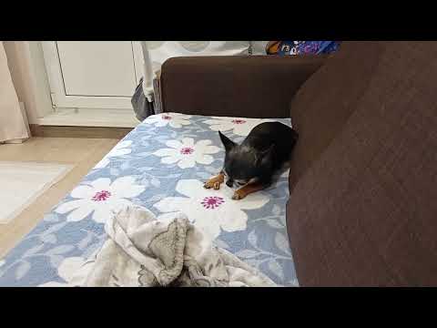 Видео: Всем привет! Почему мы пропали. Купили дачу!