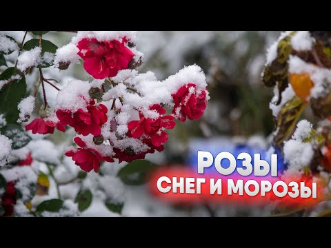 Видео: РОЗЫ  -  СНЕГ и МОРОЗЫ