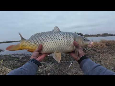 Видео: НУ НАРЕШТІ І Я ПОПАВ НА РОЗДАЧУ РИЖИХ САЗАНІВ!Дністер 8-9 листопада