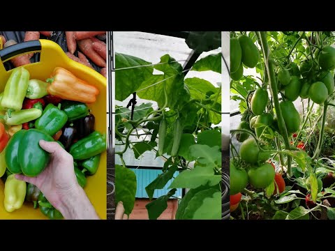 Видео: Бестолку выращивать все в одной теплице! Засыпаю кусты в огороде снегом.