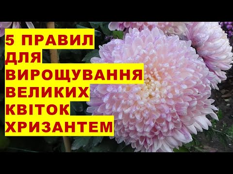 Видео: 5 правил вирощування великих квітів хризантем