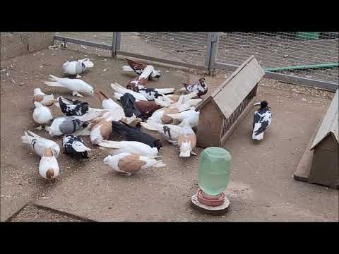Видео: Сельские голуби. 3 12 2021г с Донское в гостях у Александра. Николаевские голуби красно плечии.