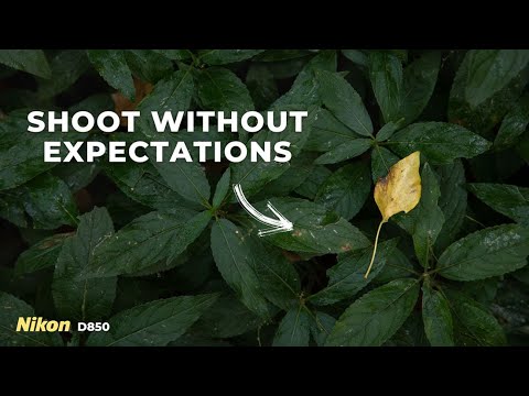 Видео: Неожиданный кадр — лесная фотография на Nikon D850