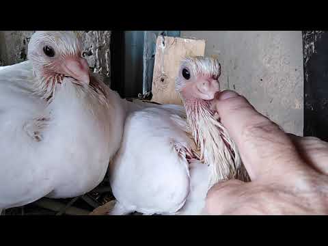 Видео: Настоящие кормилки голуби Германа Титова.
