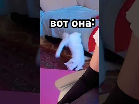 Видео: #rec ДО КОНЦА ЛАЙК 👍 #pov #shorts #cat