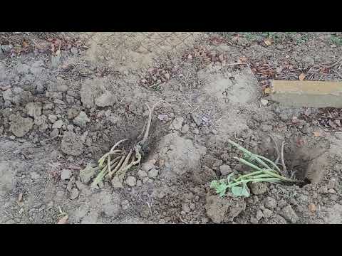 Видео: 🌿"Удивительное" видео🦫