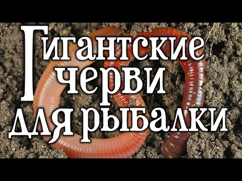 Видео: Лучшие черви для рыбалки!