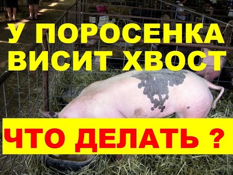 Видео: У ПОРОСЕНКА ВИСИТ ХВОСТ, ЧТО ДЕЛАТЬ ?
