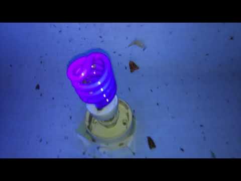 Видео: Ловля бабочек на свет не выходя из дома / ловим на свет