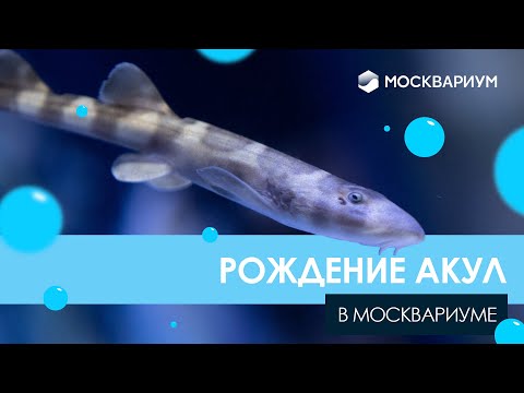 Видео: Рождение акул в Москвариуме
