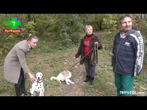 Видео: Трифузол собаки Энтерит, эпилепсия,  отзыв