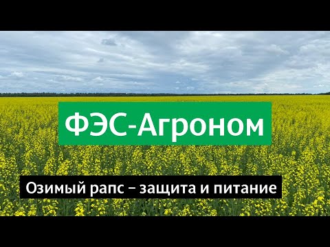 Видео: Озимый рапс - защита и питание