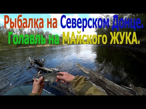 Видео: Рыбалка на Северском Донце.Голавль на майского жука.