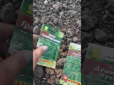 Видео: Посев зелени на зиму!