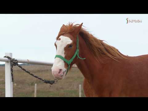 Видео: Деревенское счастье Анастасии Шерстюк