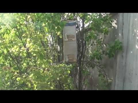 Видео: Проверка ловушек 07.06 и 09.06.2020