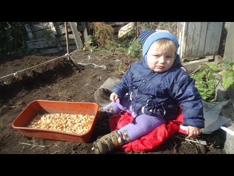 Видео: Какой сорт лука мы высаживаем под зиму?